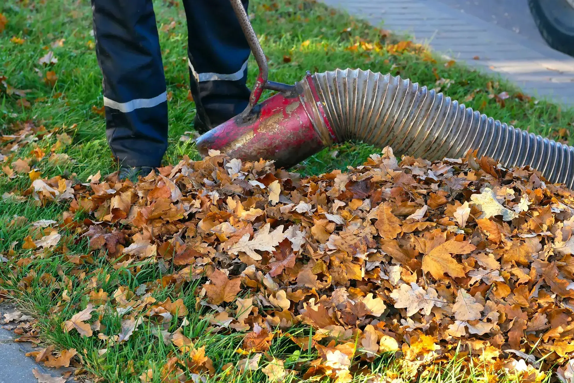 Leaf clearing with heavy equipment and machinery performed by The Muscle